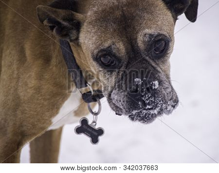 Boxer Face After Playing In The Snow.