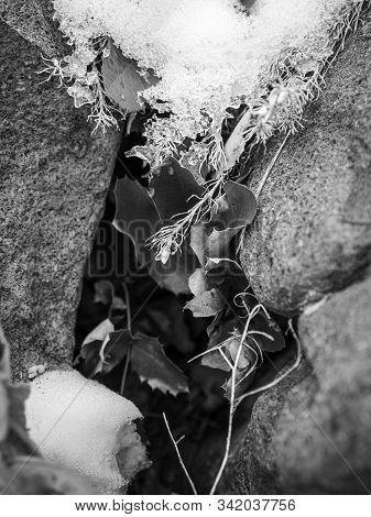 Holly And Snow Between Two Igneous Rocks.
