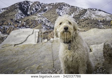 Labradoodle In The Rocks Of The Front Range Of Colorado.