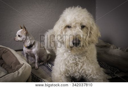 Labradoodle And Hairless Chihuahua Resting On Beautiful Mexican Blanket.