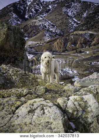 Labradoodle In The Rocks Of The Front Range Of Colorado.