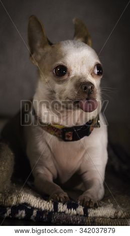 Lola The Chihuahua Making Some Funny Facial Expressions In The Studio.