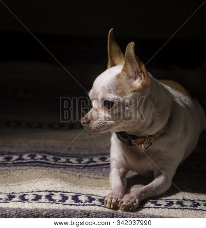 Hairless Chihuahua Resting On Beautiful Mexican Blanket.