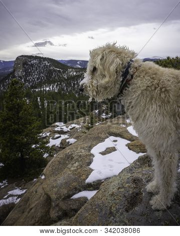 Labradoodle Trail Dog On A Colorado Peak In The Snow.