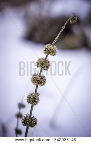 Colorado Plant Seed Pods Fin The Winter.