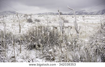 Winter Snow On South Table Mountain Outside Of Golden Colorado.