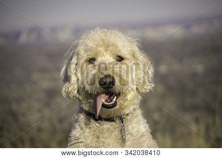 Labradoodle Trail Dog Portrait On A Colorado Mesa.
