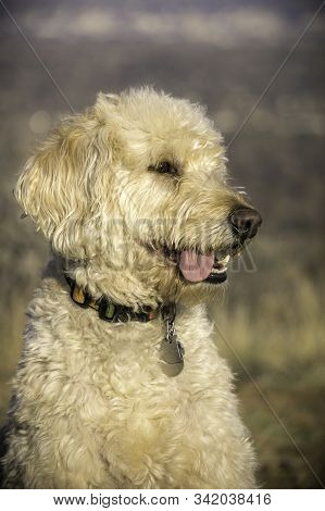 Labradoodle Trail Dog Portrait On A Colorado Mesa.