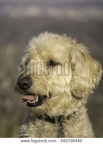Labradoodle Trail Dog Portrait On A Colorado Mesa.