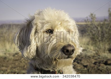 Labradoodle Trail Dog Portrait On A Colorado Mesa.