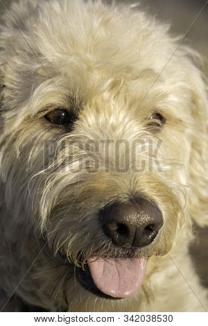 Labradoodle Trail Dog Portrait On A Colorado Mesa.