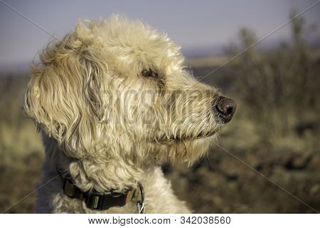 Labradoodle Trail Dog Portrait On A Colorado Mesa.