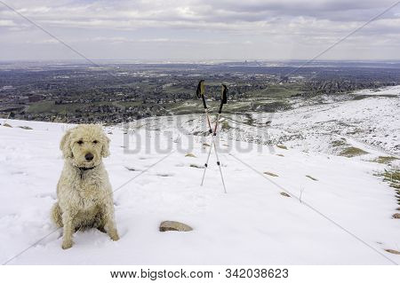 Labradoodle Trail Dog On A Colorado Trail In Snow.