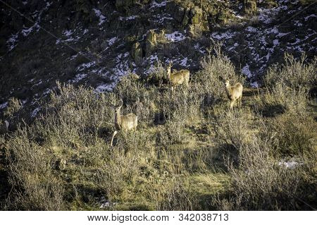 Mule Deer In The Colorado Rocky Mountains.