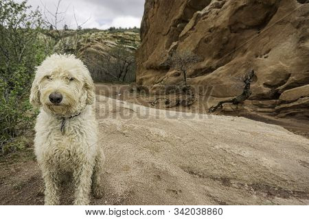 Colorado Trail Dog In South Valley Park.