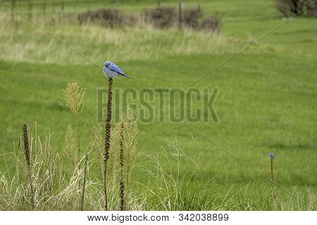 Blue Bird Perched In The South Valley Of Colorado.