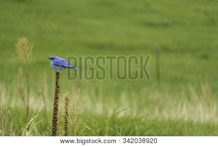 Blue Bird Perched In The South Valley Of Colorado.