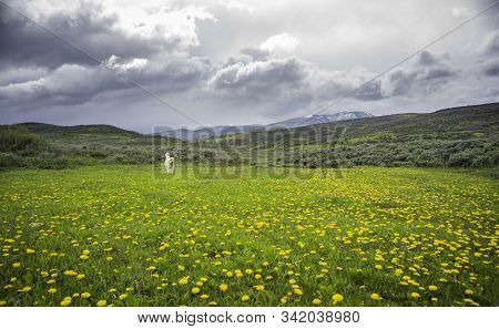 Labradoodle In A Colorado Rocky Mountain Meadow.
