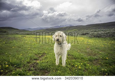 Labradoodle In A Colorado Rocky Mountain Meadow.