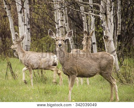 Mule Deer In The Colorado Rocky Mountains.