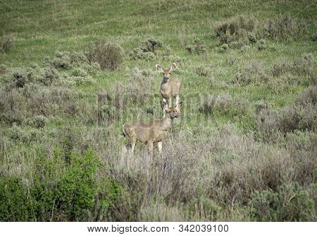 Mule Deer In The Colorado Rocky Mountains.