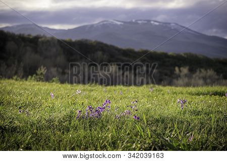 A Colorado Rocky Mountain Meadow In Springtime.