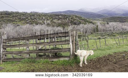 Trail Dog Marking A Pasture Fence In Colorado.