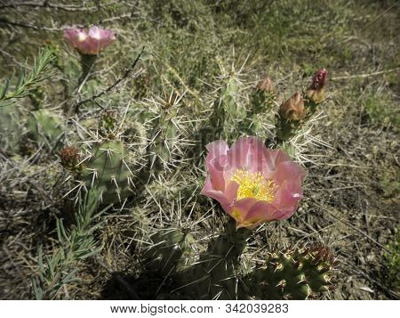 Cacti Blooming On The High Colorado Plateau.