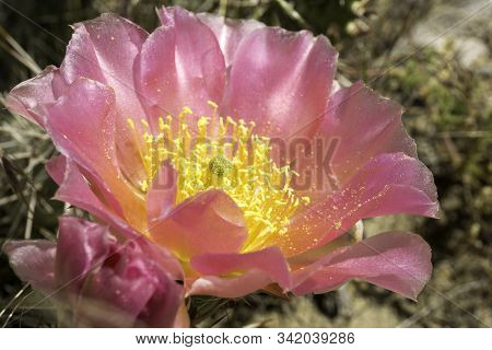 Cacti Blooming On The High Colorado Plateau.