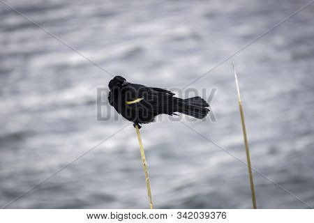 Black Bird Perched On A Reed In A Lake.