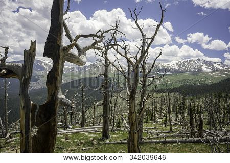 Forest Burn Area Near Mount Evans In Colorado.