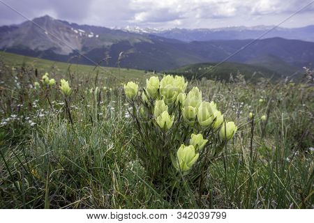 Alpine Paintbrush In The Colorado Rocky Mountains.