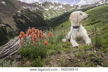 Indian Paintbrush And Trail Dog In The Colorado Rocky Mountains.