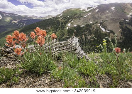 Indian Paintbrush In The Colorado Rocky Mountains.