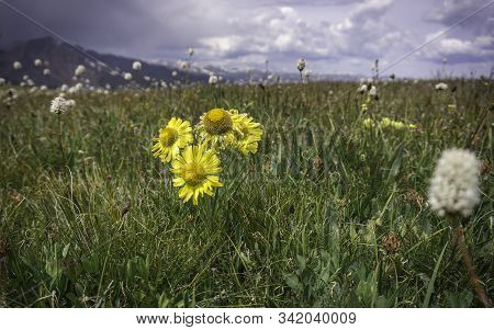 Alpine Sunflowers In Colorado Rocky Mountain Meadow.