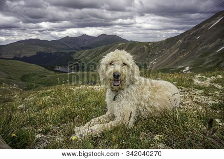 Trail Dog Resting On A Mountain In The Colorado Rockies.
