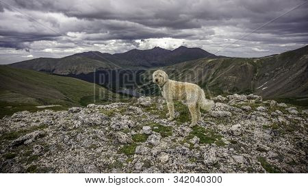 Trail Dog On A Mountain In The Colorado Rockies.