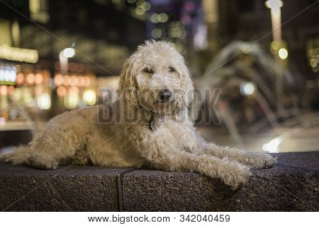 Labradoodle Portrait At A Water Fountain In Denver Colorado.