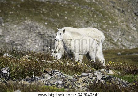 Rocky Mountain Goats In The Sawatch Range Of Colorado.