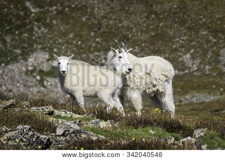 Rocky Mountain Goats In The Sawatch Range Of Colorado.