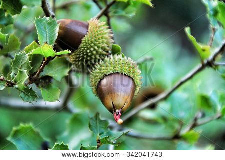 Beautiful Native Quercus Coccifera Plant And Fruits In The Mountain