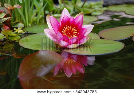 Blooming Waterlily In A Garden Pond, Surrounded By Green Water Leaves. The Waterlily Has Pink And Wh
