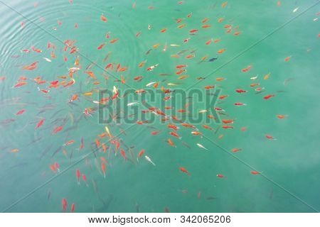 Fishes Swimming In Black Dragon Pool, Landmark And Popular Spot For Tourists Attractions Near Lijian