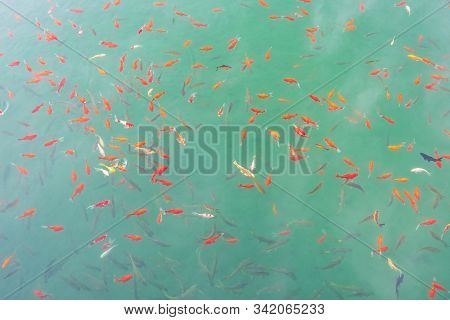 Fishes Swimming In Black Dragon Pool, Landmark And Popular Spot For Tourists Attractions Near Lijian