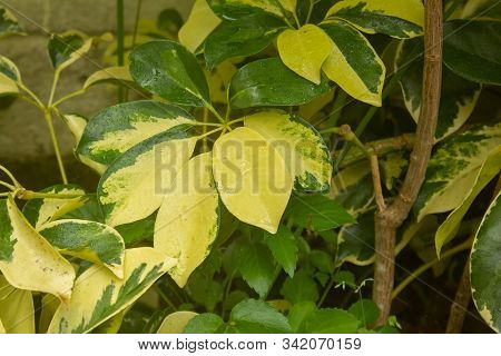 View Of Wet Leaves Of Plant In A Garden During The Rainy Season