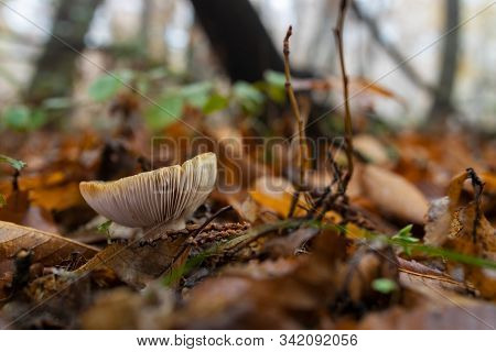 Mushroom In A Chestnut Forest. Macro Photography.