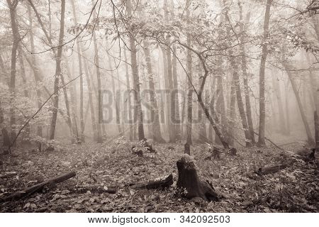 Landscape With Fog In A Chestnut Forest Near Montanchez. Extremadura. Spain.