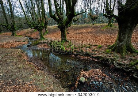 Otzarreta Beech Forest. Gorbea Natural Park. Bizkaia. Spain.