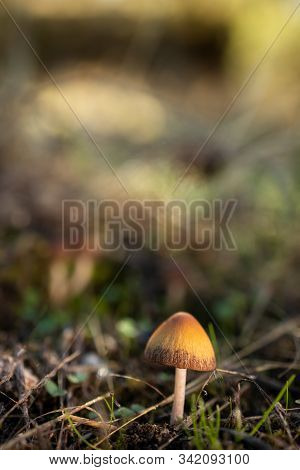 Small Mushroom In The Pine Forest. Macro.
