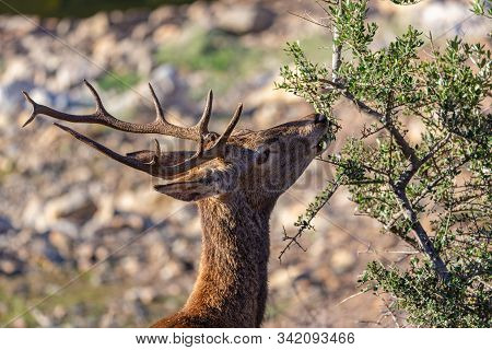 Deer Eating In The Monfrague National Park. Extremadura. Spain.